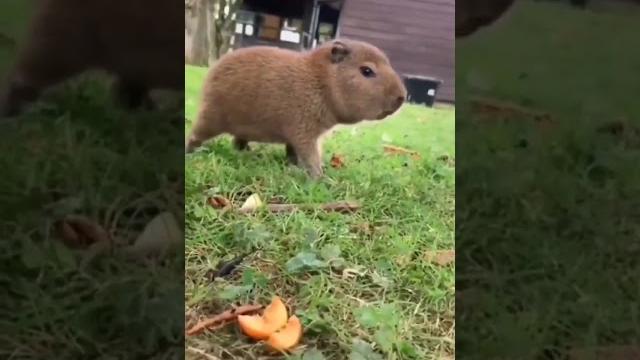 Capi chiquito#capibara #capybara #carpincho Capi chiquito#capibara #capybara #carpincho