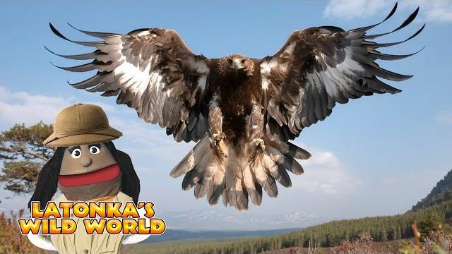 Latonka's wild world - eagle vs goat Latonka's wild world - eagle vs goat