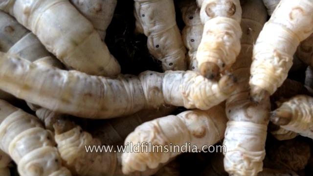 Silk worm farming in india: how your silk is made Silk worm farming in india: how your silk is made