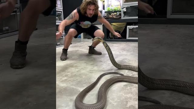 World’s biggest venomous snake! king cobra! #cobras #kingcobra #snakes #animal #shorts World’s biggest venomous snake! king cobra! #cobras #kingcobra #snakes #animal #shorts