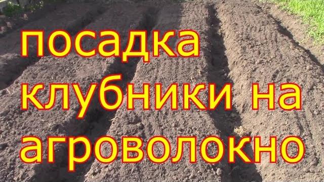 Посадка клубники на агроволокно Посадка клубники на агроволокно