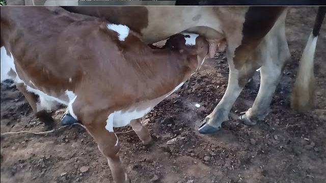 African village routine: morning milking & calf feeding | traditional love vs modern care #africa African village routine: morning milking & calf feeding | traditional love vs modern care #africa