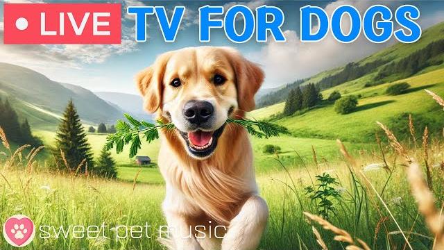 24 hours of dog tvsleep aid music for dogscalming music for dogs to ease separation and stress 24 hours of dog tvsleep aid music for dogscalming music for dogs to ease separation and stress