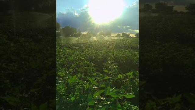 How cotton processing in factory, cotton cultivation - cotton farming @tech champion support #short How cotton processing in factory, cotton cultivation - cotton farming @tech champion support #short
