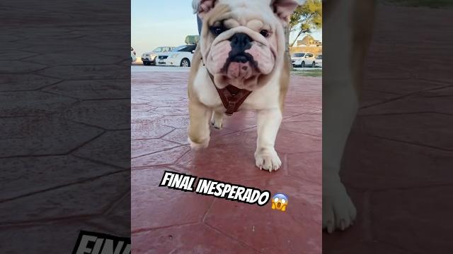Unexpected ending #bulldog #love Unexpected ending #bulldog #love