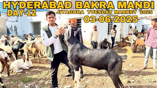 Hyderabad bakra mandi | jiyaguda 03-06-2025| day-12 | hyderabad jiyaguda bakra mandi | goat market Hyderabad bakra mandi | jiyaguda 03-06-2025| day-12 | hyderabad jiyaguda bakra mandi | goat market