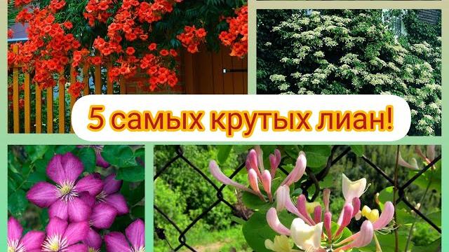 5 лучших многолетних цветущих лиан. плетистые растения для сада. лианы для живых изгородей. 5 лучших многолетних цветущих лиан. плетистые растения для сада. лианы для живых изгородей.