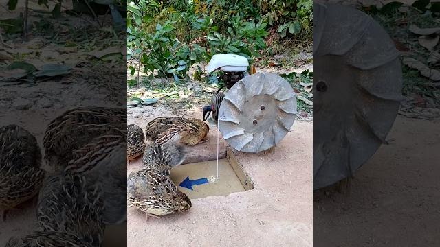 Diy quail trap #shorts #jungle trap Diy quail trap #shorts #jungle trap