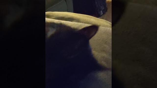 Mimo purr Mimo purr