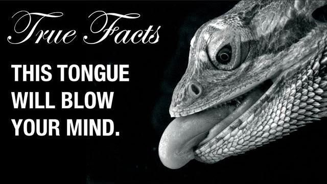 True facts: snake and lizard tongues True facts: snake and lizard tongues