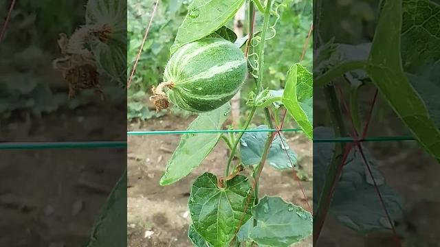 Parwal ka kheti pointed gourd farming #farming #parwal_recipe #parwalcurry #pointedgourd #shots Parwal ka kheti pointed gourd farming #farming #parwal_recipe #parwalcurry #pointedgourd #shots