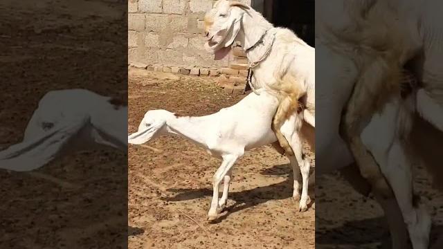 #shorts goat mating #shorts goat mating