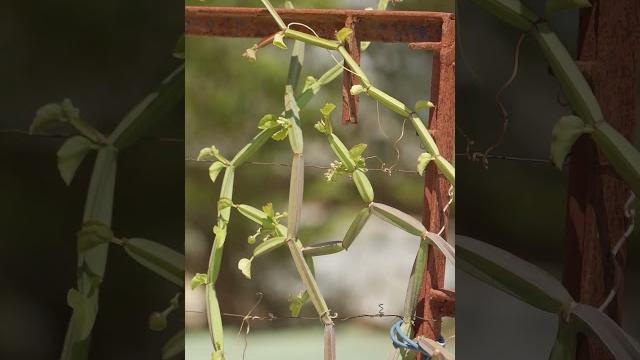 How to grow pirandai in a rooftop garden How to grow pirandai in a rooftop garden