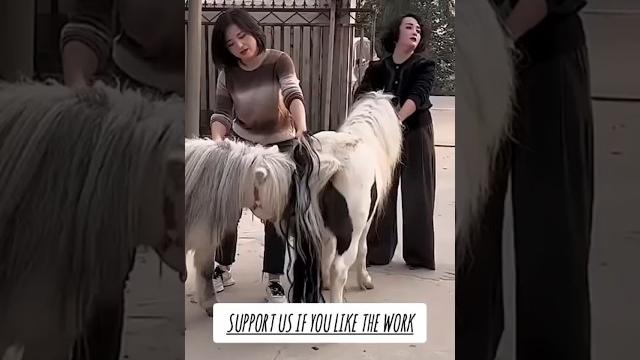 Horse mating for breeding||horse breeding program Horse mating for breeding||horse breeding program