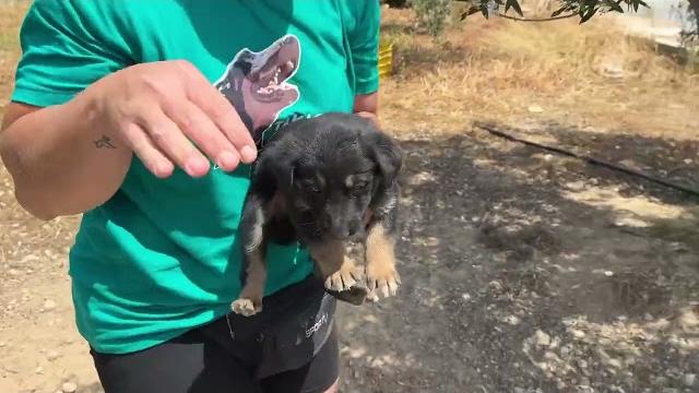 Let’s go home beautiful puppies - takis shelter Let’s go home beautiful puppies - takis shelter
