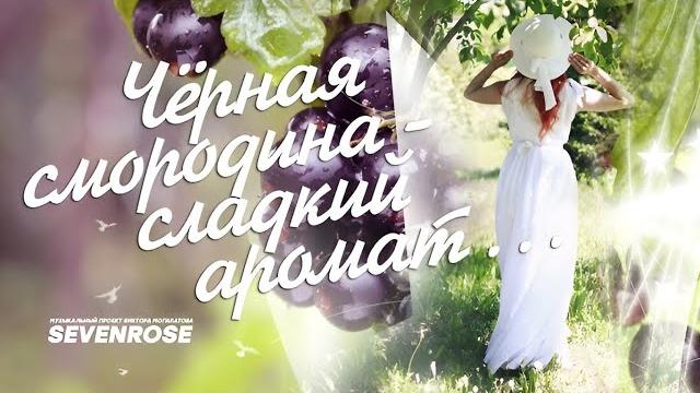 Черная смородина пусть распускаются цветы (версия 2023) sevenrose feat. алевтина бердникова Черная смородина пусть распускаются цветы (версия 2023) sevenrose feat. алевтина бердникова