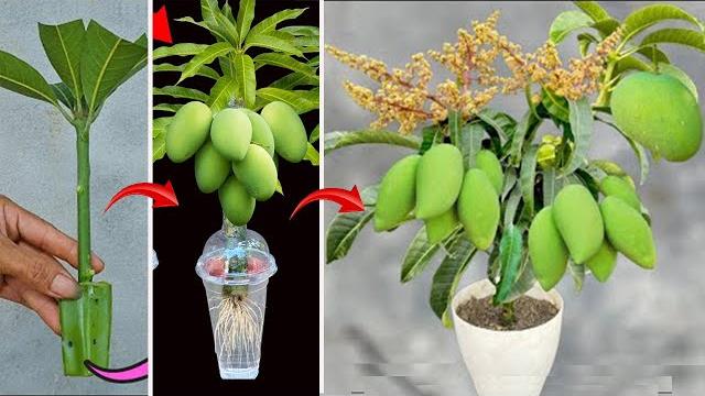 Super special way to propagate mango using only aloe vera to help the tree produce fruit super fast Super special way to propagate mango using only aloe vera to help the tree produce fruit super fast