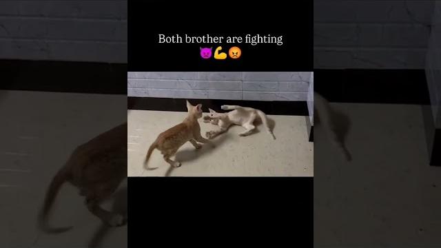 #both #brother #fightingkids # #both #brother #fightingkids #
