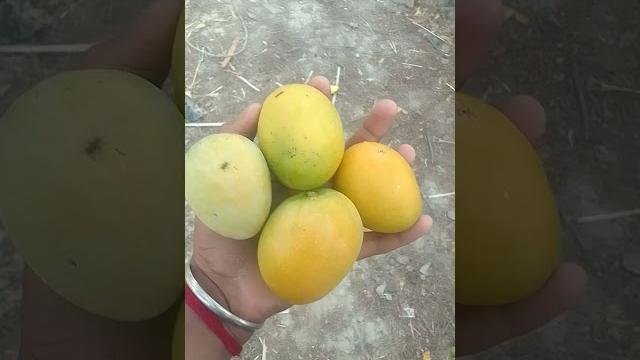 #mango #funny #video #viral #mango #funny #video #viral