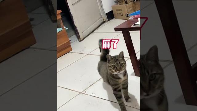 谁能拒绝一只傻憨憨的小猫咪呢 谁能拒绝一只傻憨憨的小猫咪呢