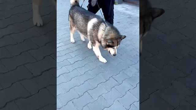 А че собака без намордника? А че собака без намордника?