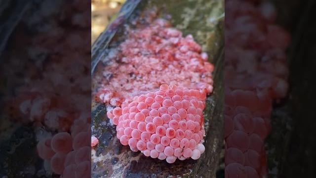 ️apple snail eggs asmr part54 #asmr #shorts #crush ️apple snail eggs asmr part54 #asmr #shorts #crush