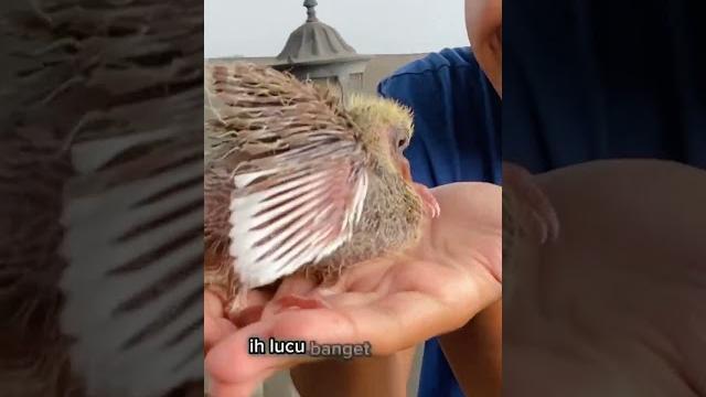 Bayi merpati aku menetas guys! Bayi merpati aku menetas guys!