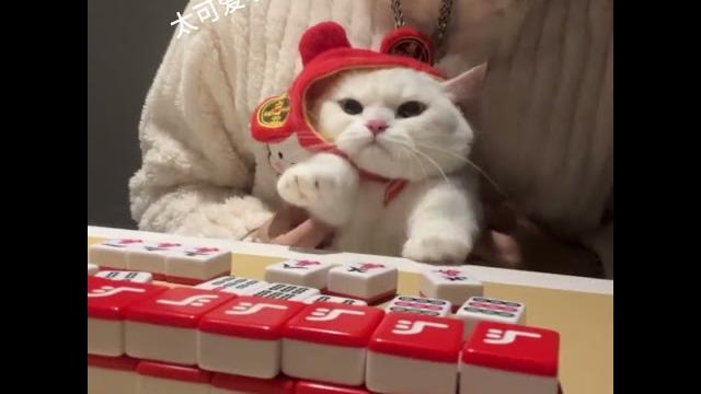 招财猫!养猫千日用猫一时呀!#被迫营业的猫猫 招财猫!养猫千日用猫一时呀!#被迫营业的猫猫