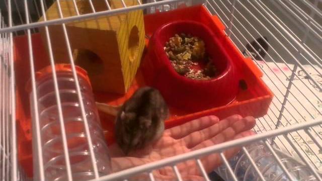Russian dwarf hamster handling - the basics Russian dwarf hamster handling - the basics