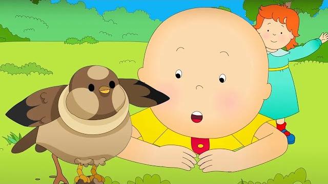 Caillou and the little bird | caillou compilations Caillou and the little bird | caillou compilations