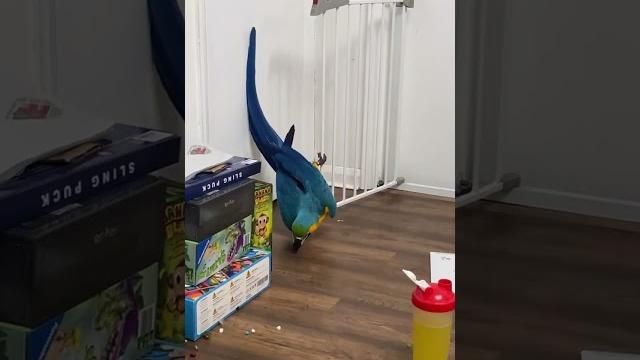 This has got to be the funniest video i’ve ever taken of shelby! the over exaggerated tiptoeing This has got to be the funniest video i’ve ever taken of shelby! the over exaggerated tiptoeing
