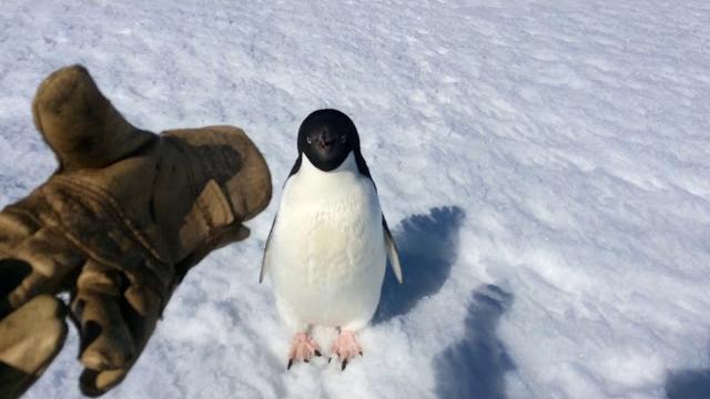Super bowl angry penguin Super bowl angry penguin