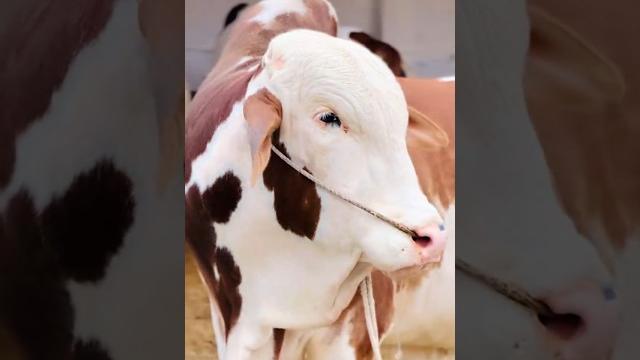 Molla kardu karam ️ #mashallah #qurbani #eid Molla kardu karam ️ #mashallah #qurbani #eid
