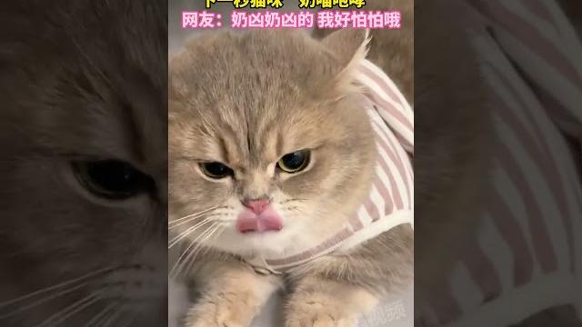 主人让猫咪凶一个,下一秒猫咪“奶喵咆哮”,网友:奶凶奶凶的 我好怕怕哦 主人让猫咪凶一个,下一秒猫咪“奶喵咆哮”,网友:奶凶奶凶的 我好怕怕哦
