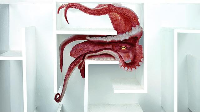 Octopus vs underwater maze Octopus vs underwater maze