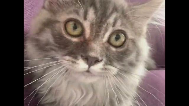 Baby grey Baby grey