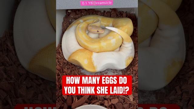 How many eggs did our ball python just lay!? How many eggs did our ball python just lay!?