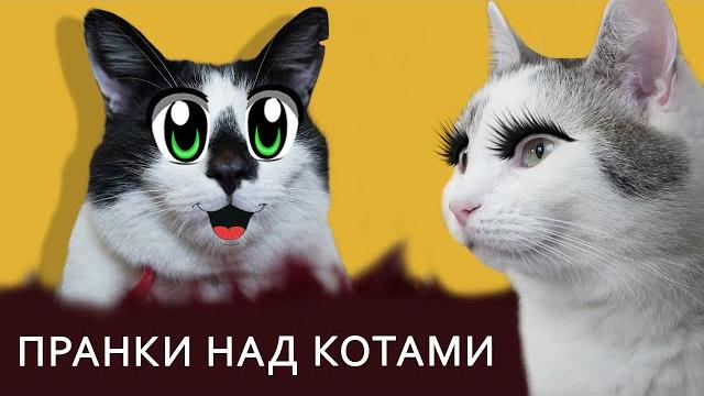 Смешные розыгрыши для котов ! лучшие приколы с котами ! 13 пранков и идеи для розыгрыша пары друзей Смешные розыгрыши для котов ! лучшие приколы с котами ! 13 пранков и идеи для розыгрыша пары друзей