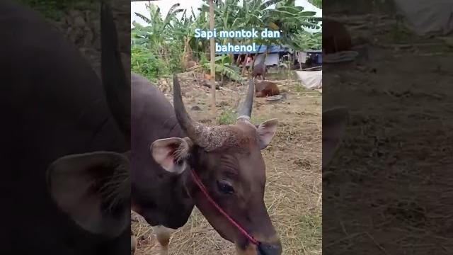 Montok dan bahenol Montok dan bahenol