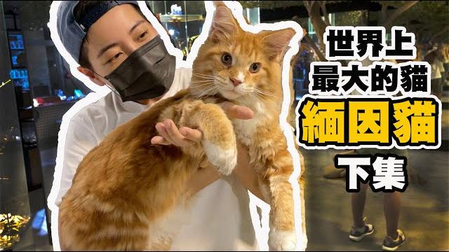 貓奴天堂!40隻緬因貓超嗨貓草趴 推車遛大貓 貓咪身體狗狗靈魂的動物治療師 緬因貓 下集 貓奴天堂!40隻緬因貓超嗨貓草趴 推車遛大貓 貓咪身體狗狗靈魂的動物治療師 緬因貓 下集