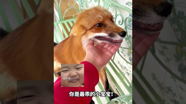 狐狸到底真的聪明吗? 狐狸到底真的聪明吗?