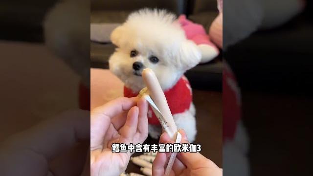 猫猫狗狗都爱吃的鸭肉鳕鱼肠羊毛来了萌宠 狗狗 萌宠日常记录 猫猫狗狗都爱吃的鸭肉鳕鱼肠羊毛来了萌宠 狗狗 萌宠日常记录