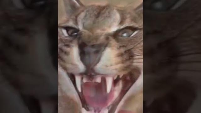 Шлёпа#шлёпа #шлепа #мемы #прикол #шутка #породия #пельмени #юмор #shorts #fyp #tiktok #тикток #топ Шлёпа#шлёпа #шлепа #мемы #прикол #шутка #породия #пельмени #юмор #shorts #fyp #tiktok #тикток #топ