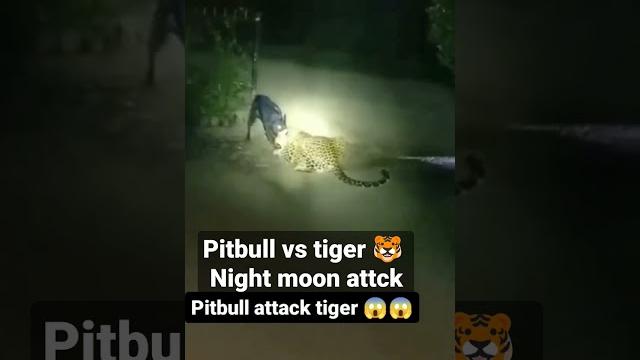 Leopard vs pitbull fight #viral #shorts #short #new leopard vs pitbull fight kti jhar Leopard vs pitbull fight #viral #shorts #short #new leopard vs pitbull fight kti jhar
