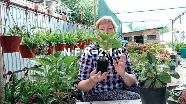 Как выращиваю гортензию крупнолистную Как выращиваю гортензию крупнолистную