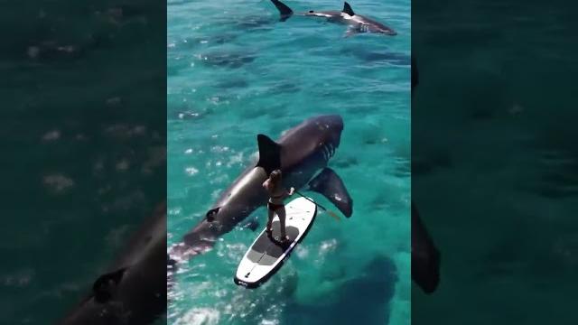 This woman is friends with sharks, wherever she paddles, the sharks always follow her. #sharkday This woman is friends with sharks, wherever she paddles, the sharks always follow her. #sharkday