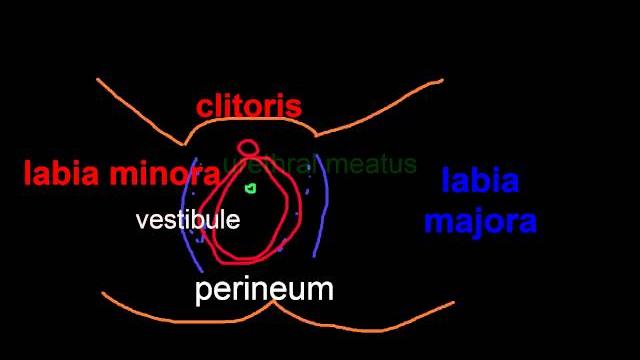 Topic 51: vulvar neoplasms Topic 51: vulvar neoplasms