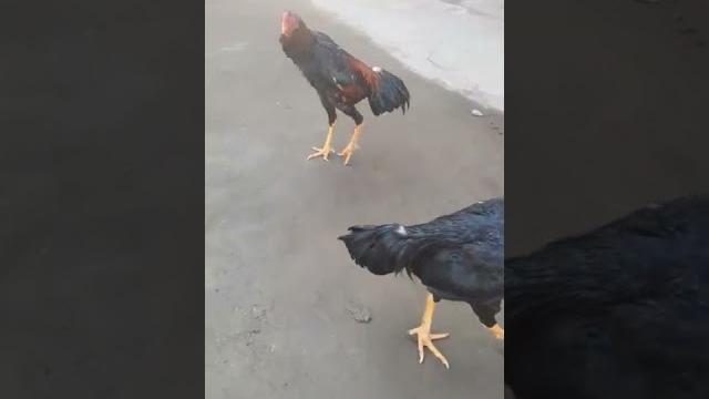 Dakan ishqibozlari uchun Dakan ishqibozlari uchun