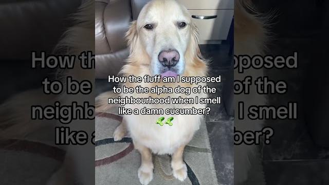 What is the naughtiest thing your pet has done?! #sorrymom #sirivoiceover #funnydog #funnydogvideos What is the naughtiest thing your pet has done?! #sorrymom #sirivoiceover #funnydog #funnydogvideos