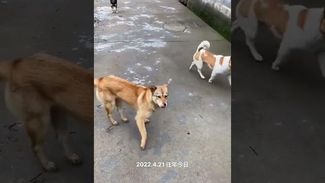 三年前的今天,带着朋友家的大黄母狗与一岁多的旺仔到隔壁村中华田园犬 土狗 三年前的今天,带着朋友家的大黄母狗与一岁多的旺仔到隔壁村中华田园犬 土狗